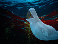 Crypto Whales Bet Big on XRP and ETH Fall: What Do They Know That We Don’t?